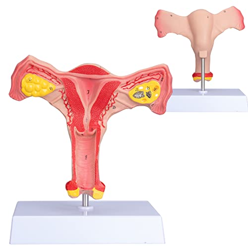 Модел на женското яйчниците ANNWAN - Модел на човешката Матката и Яйчниците в Реален размер, Модел на Женския репродуктивен орган за обучение и комуникация